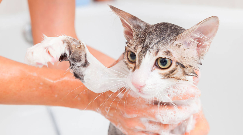 Consejos para bañar a un gato con pulgas
