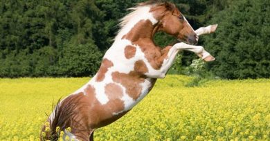 Problemas más comunes de comportamiento en el caballo
