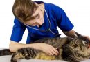 Se valida en español la escala internacional para evaluar el dolor postoperatorio en los gatos