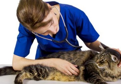 Se valida en español la escala internacional para evaluar el dolor postoperatorio en los gatos