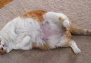 El problema de la obesidad en los gatos domésticos